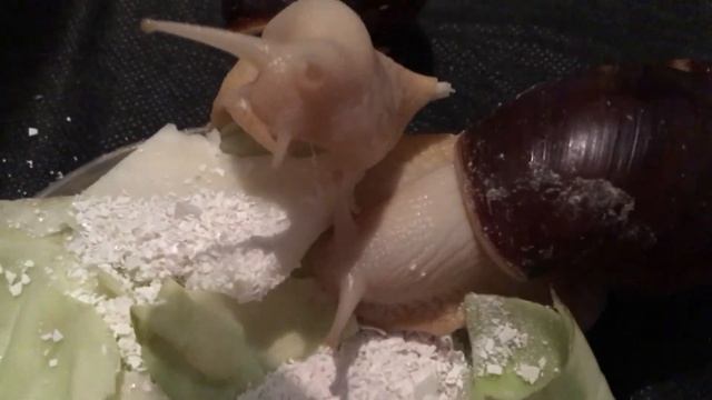 Улитка ? отложила первую кладку ? хрустим капустой.