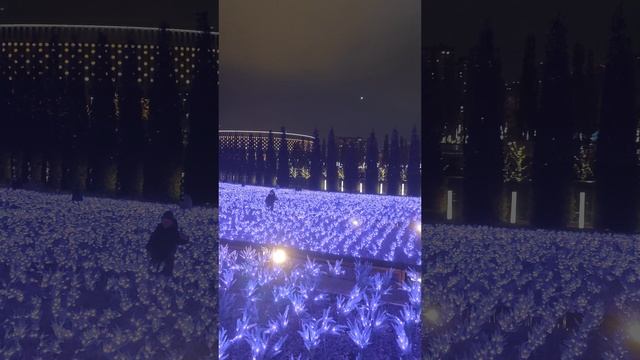 Новогодние поля шалфея в парке Краснодар