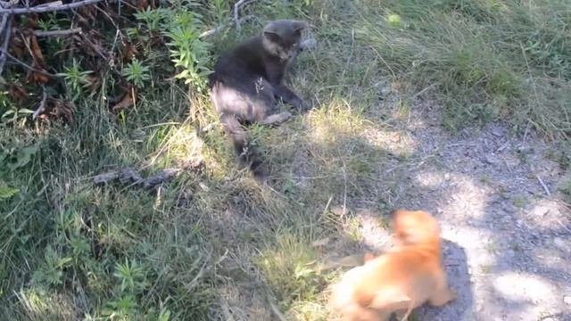Ну очень смешные и прикольные животные