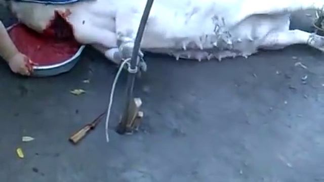 Профессионально зарезали свинью