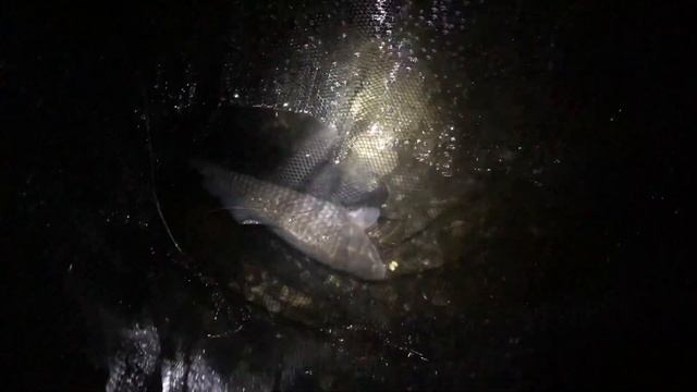 осенняя рыбалка на карпа