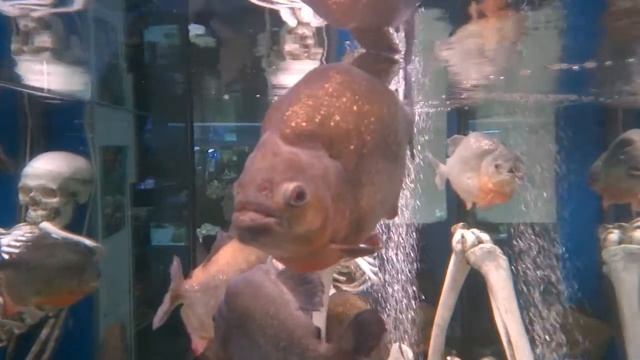 Океанариум на Чистых прудах, морской аквариум. Каймановая черепаха и др.