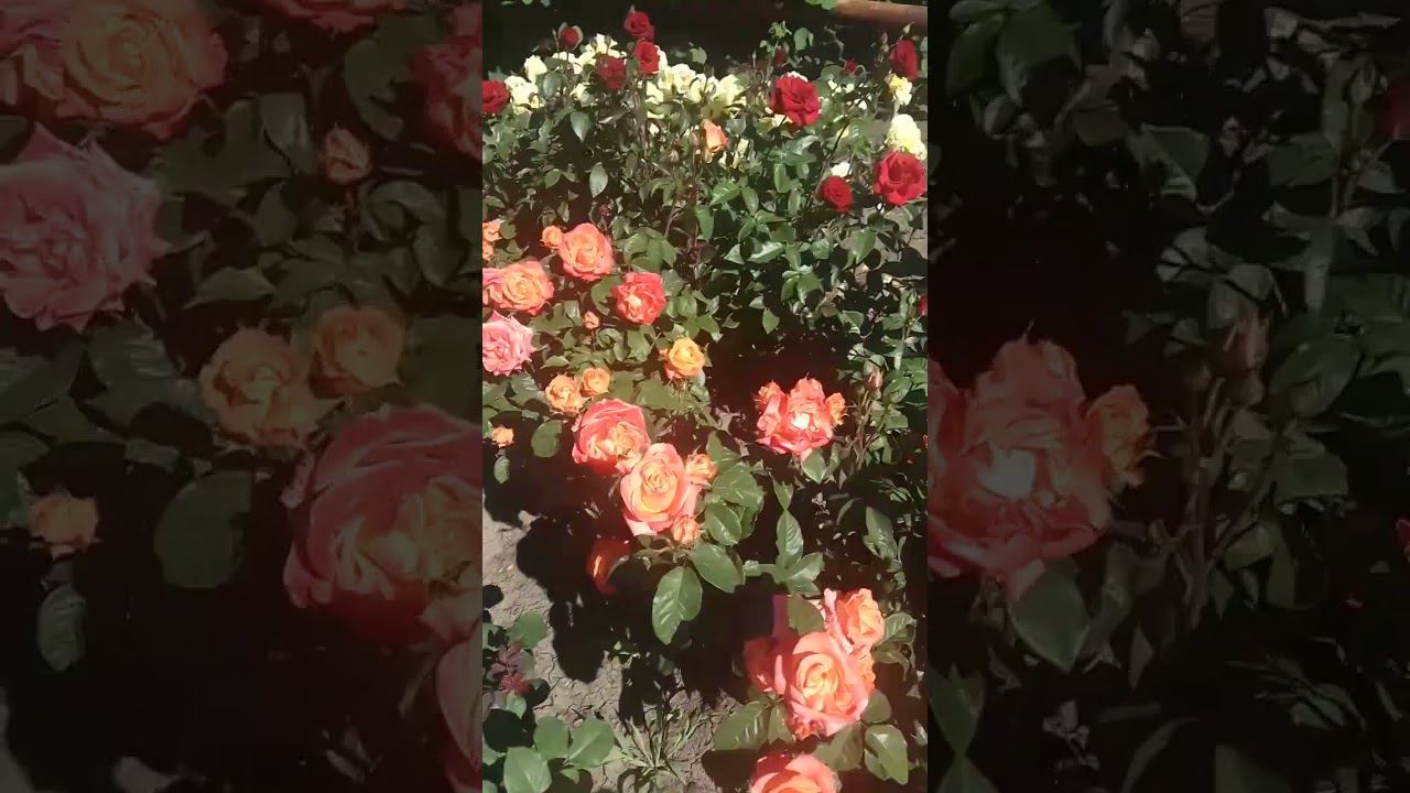 Вуду https://rose-bushes.ru/