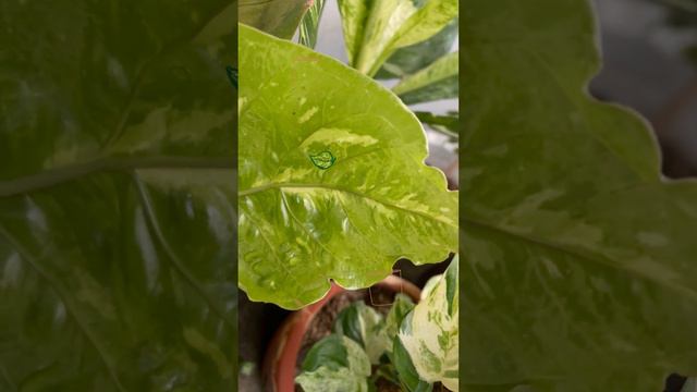 Variegated Anthurium Foliage update from repotting last 04/01/2023