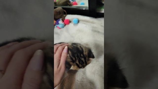 Луняшка приучает детей к самостоятельности, но бдит?