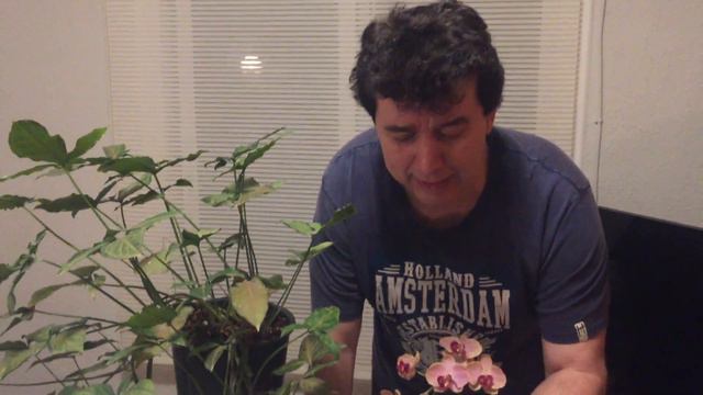 COMO CUIDAR UN SYNGONIUM
