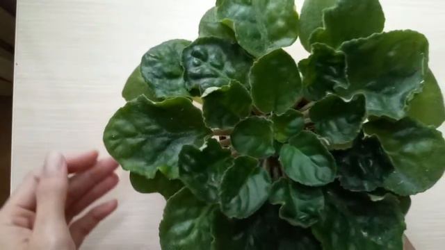 Какой лист выбрать? Ювенильный,нижний,средний верхний ряд,плюсы,минусы,сроки,количество деток