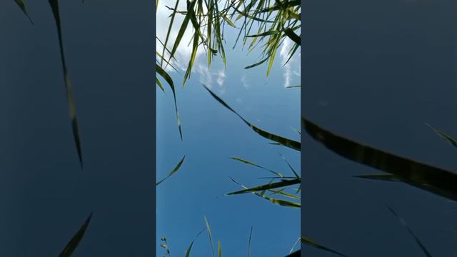 Момент природы🌿