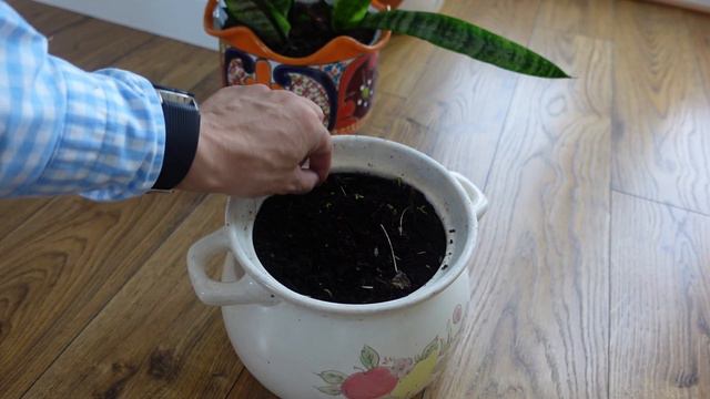 Propagate a Snake plant by leaf cutting by a NON-expert