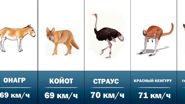 ТОП САМЫХ БЫСТРЫХ ЖИВОТНЫХ