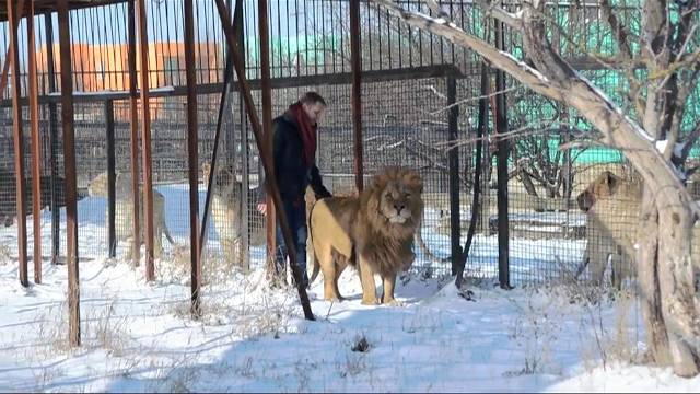 ЛЮБИМЫЕ ВИДЕО !  Веду льва Малыша на свидание к львицам . Тайган