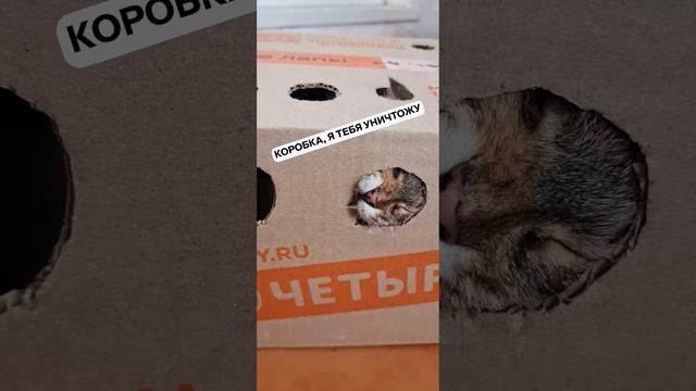 Коробка - лучшая игрушка для кошек