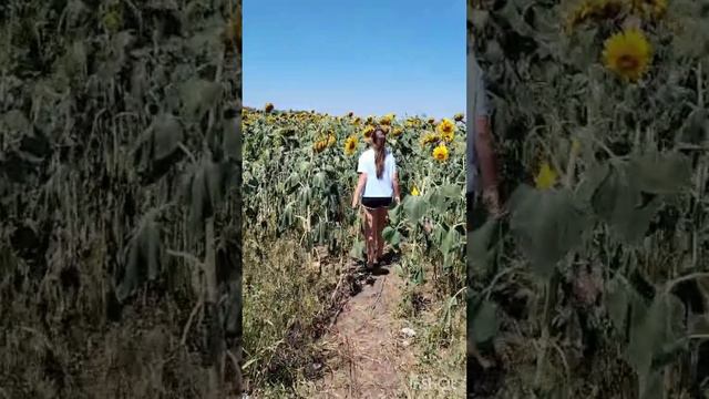 Закрыла гештальт 🌻