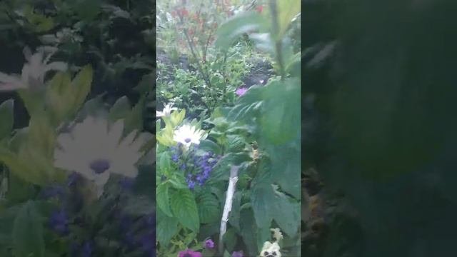Гелиотроп во всей своей красоте.
