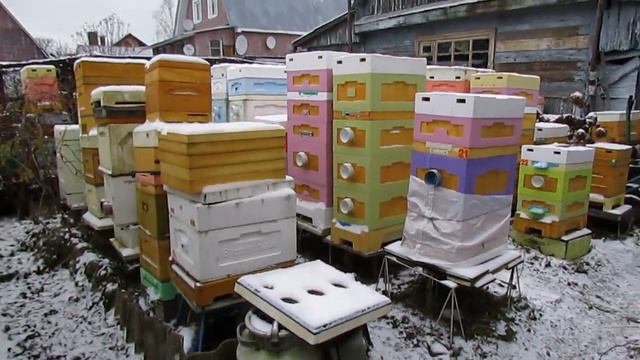 зачем обрабатывать пчел зимой от клеща Варроа , чем я произвожу обработки