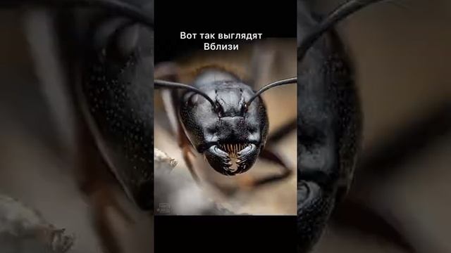 ВЕЩИ СНЯТЫЕ ПОД МИКРОСКОПОМ? #shorts