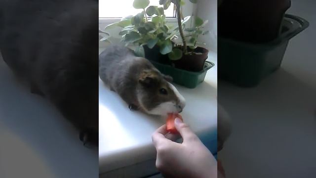 Завтрак морской свинки Масика ! ( очень ручной свин, гулять не хочет :-| , а ест как обжора!)