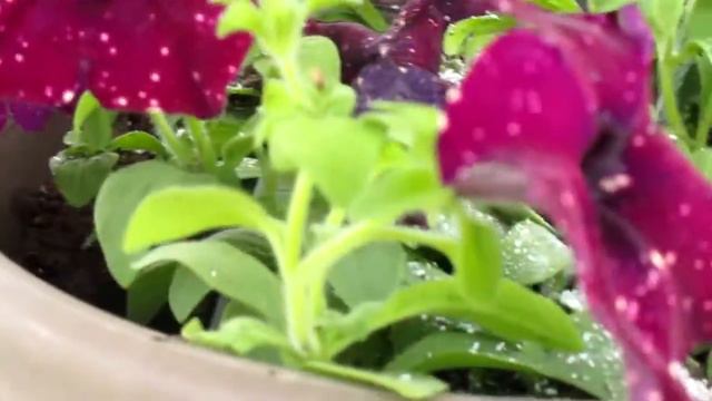 Petunias