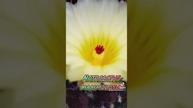 Цветение нотокактуса