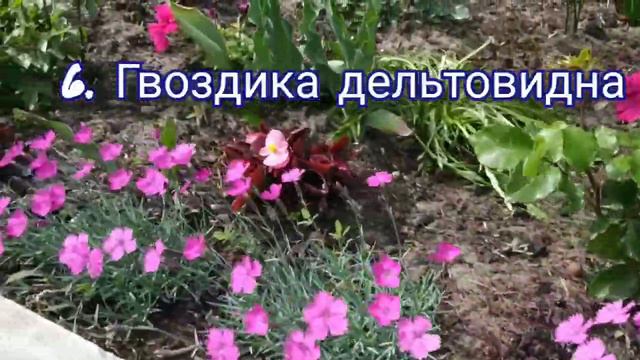Топ 10 низькорослих весняних квітів.