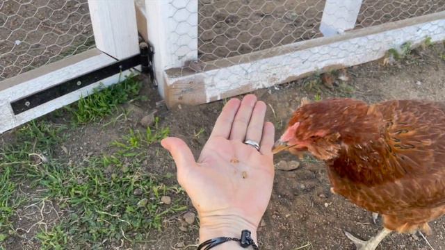 These chickens hate me!