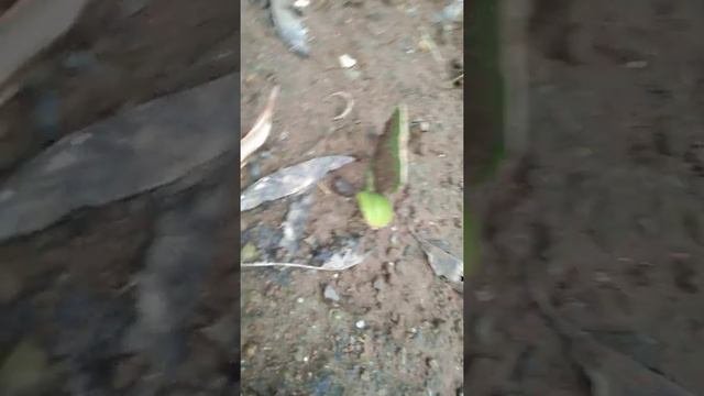 Ang Pagtanim Ng Snake Plant At Cock's Comb Plnt