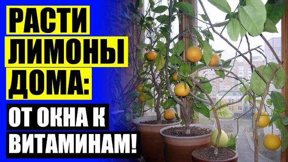 🔵 Лимон на подоконнике из косточки