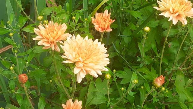 хризантема рыже - желтая (№1)