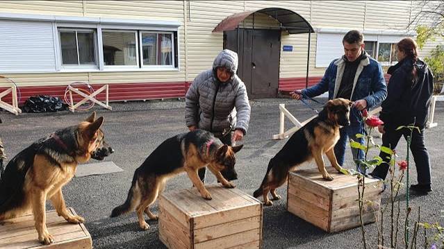 ДТ-198. Выездной урок - работа со стаей немецких овчарок. 2. Полный отказ