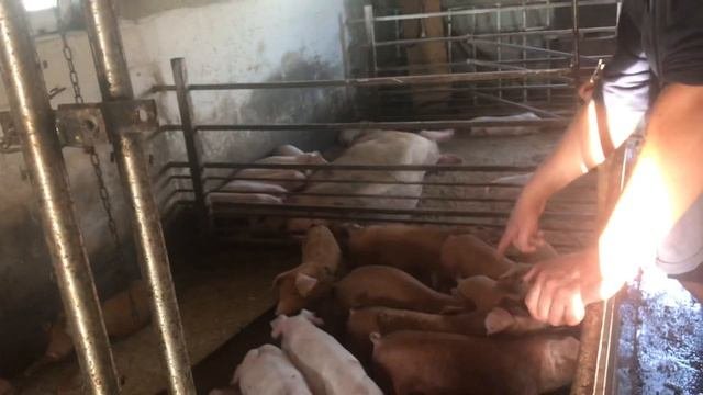 Продал первых поросят за бешиные бабки//3000 гривен пара//
