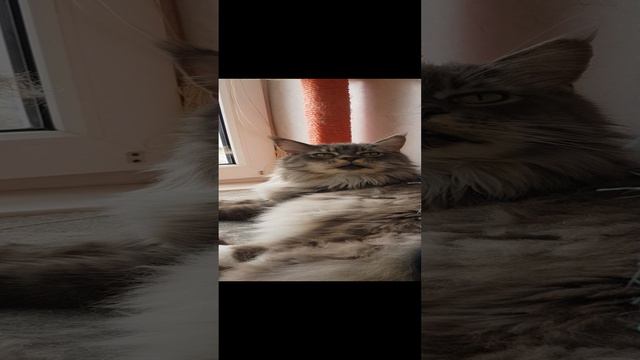 Два кота. Приветствие