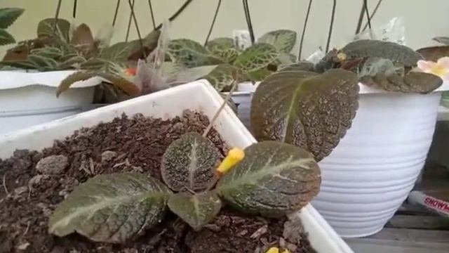 Episcia Star Of Bethlehem