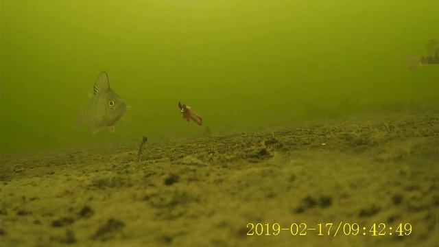 Подводная съемка IMX225. Глухозимье
