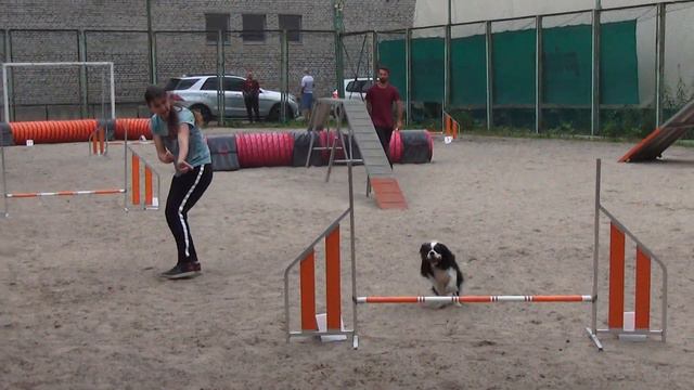 Игнатенко Лиза Кавалер кинг чарльз спаниель ПЕТЕРС КАВАЛИЕР ТЕДДИ БЕА