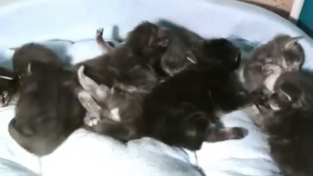 Приколы с животными 2 недели котятам