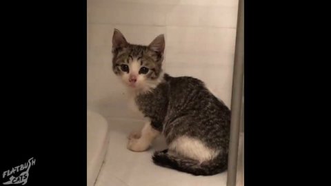 Street Cat Rescue: Special Delivery