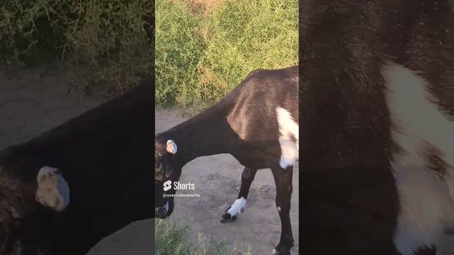 А, я, иду такая в солнечном блеске???.mp4