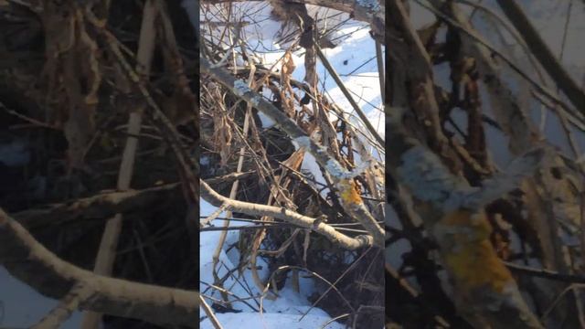 г.Киров кировская область, песня и токование крапивника(Troglodytes troglodytes )29 марта 2023 года