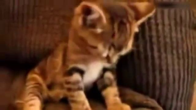 Приколы с котами - Спят на ходу