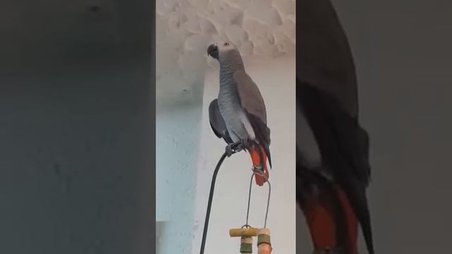 Смешались в кучу кони, люди