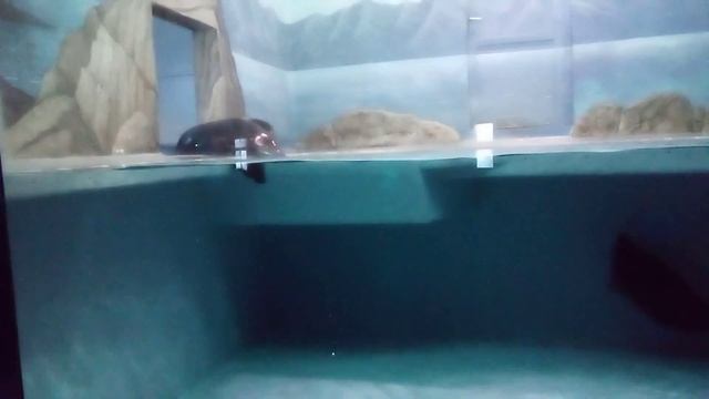 Нерпы настолько прекрасны. Москвариум на ВДНХ #oceanarium #nikitamyplay #seal #vdnh