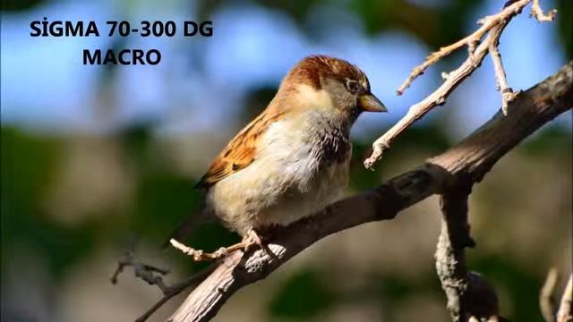 NİKON D3100 DOĞA FOTOĞRAFLARI