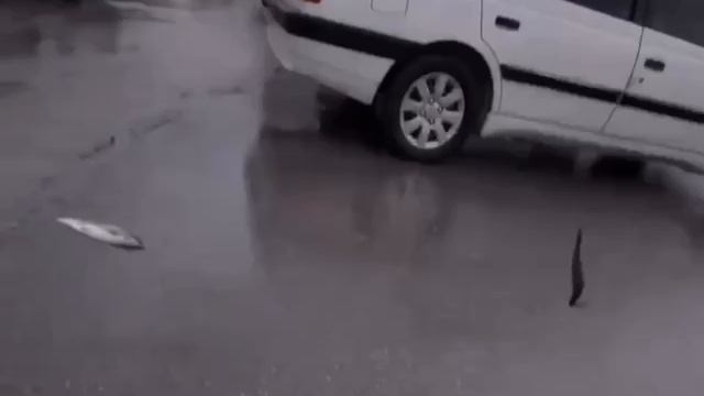 🐟🐋РЫБНЫЙ ДОЖДЬ

💦🐠 В Иране прошёл рыбный дождь.
На видео люди сняли удивительное явление, рыба..