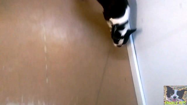Funny and Cute Boston Terrier Videos