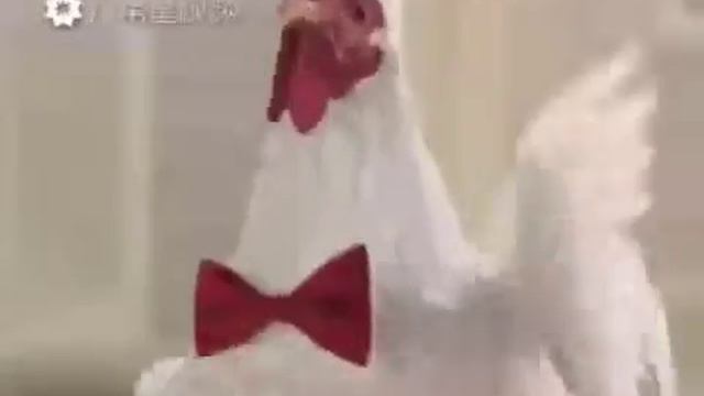 Петух супер