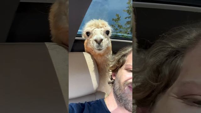 A Man and his Alpaca Take a Ride   ViralHog
