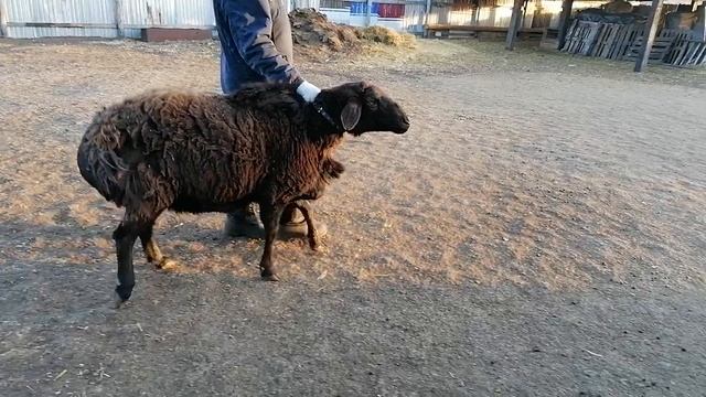 Наш баран-производитель по кличке "Ахилес" 2021-2023 год