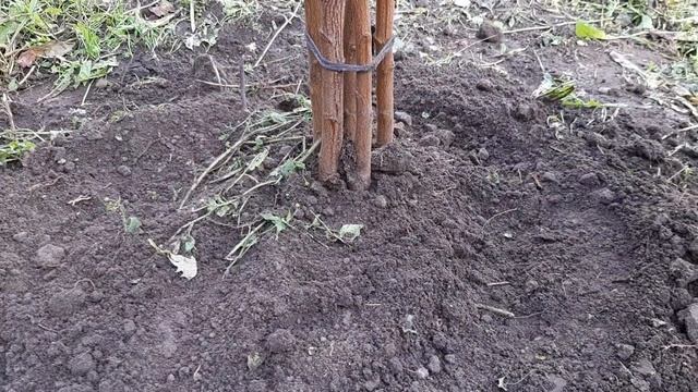 Вертикальный прикоп и влагозарядный полив
