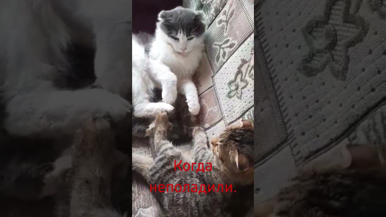 Когда неполадили