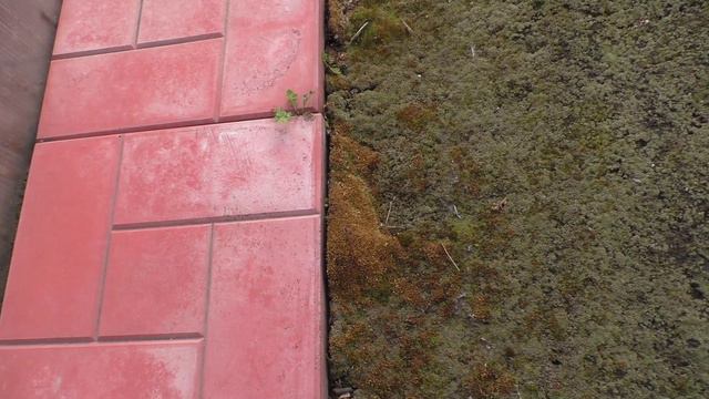 Почему этой весной на моем участке очень активно растет мох